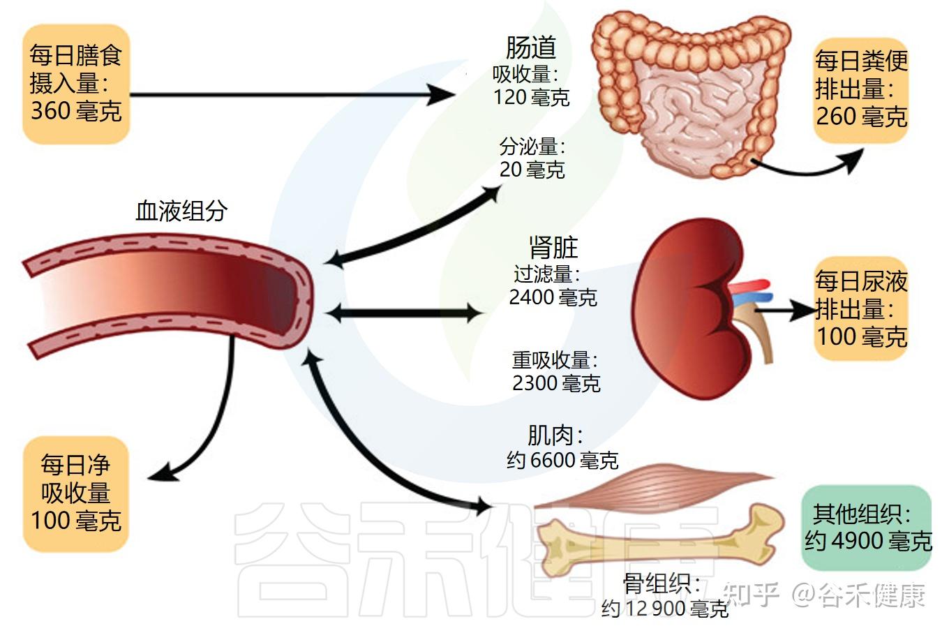 镁缺乏与人体疾病的关联，如何更好地改善低镁状态？ - 知乎