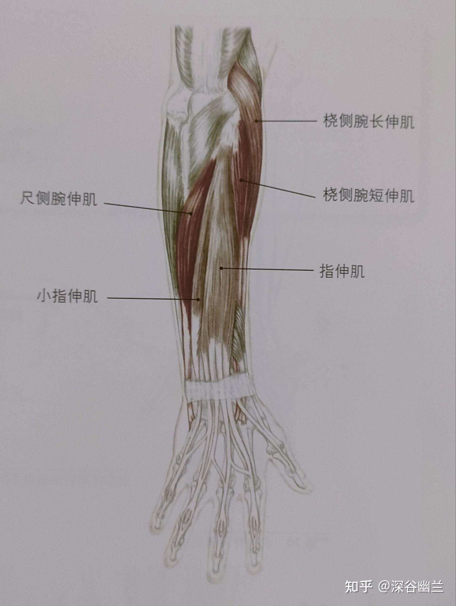 肌筋膜经线之手臂线