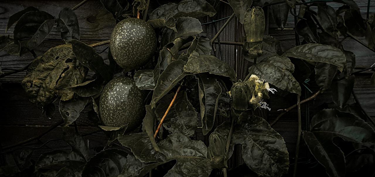 3. 藤本植物用途