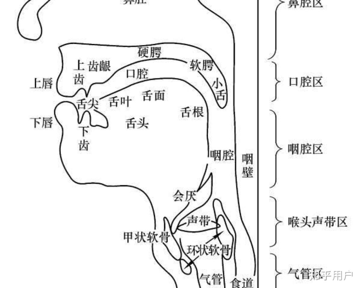 发声太靠后了应该怎么调整