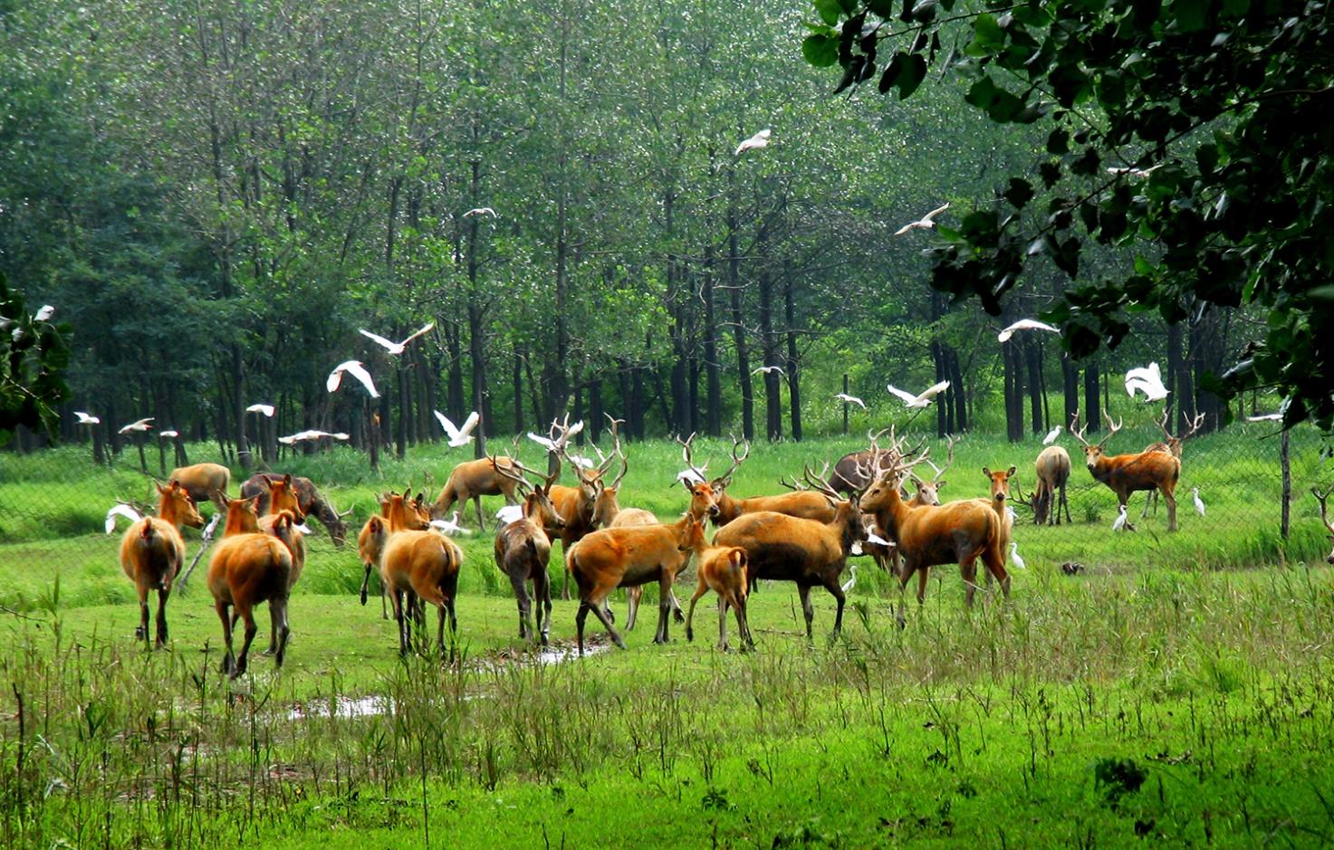 大丰境内共有麋鹿和湿地珍禽2个国家级自然保护区,是世界湿地自然遗产