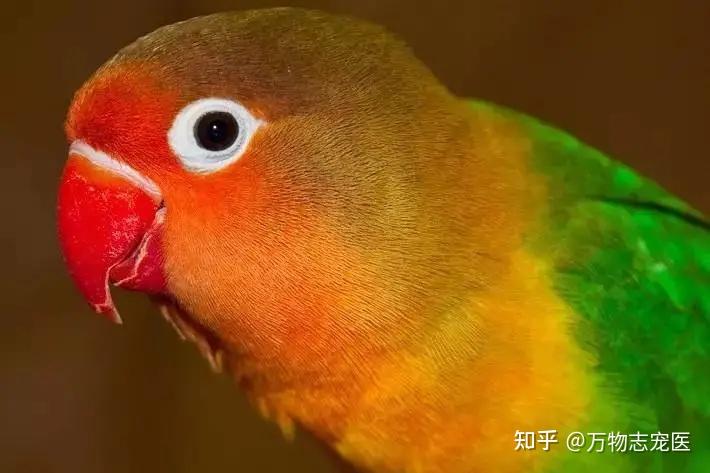 的福音,2021年河南鹦鹉标识试点,更多品种的鹦鹉或可合法饲养 - 知乎