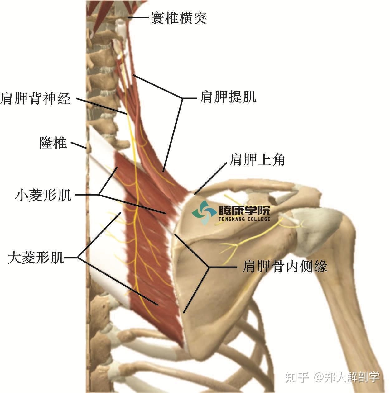 肩胛提肌位置图