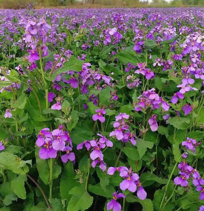 二月兰杯苗养护方法