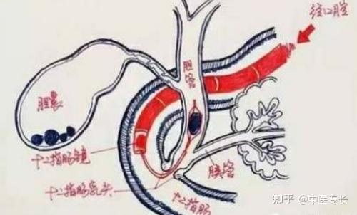 中医六腑--胆 - 知乎