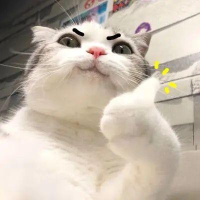 我们围观了『100只猪咪』减肥，甚至动手做了这件事… - 知乎