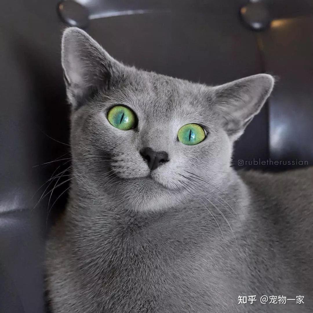 蓝猫价格多少钱一只图片