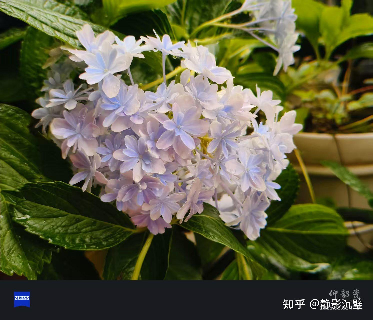 夏天的花丰富多样,你最喜欢什么花呢? - 知乎