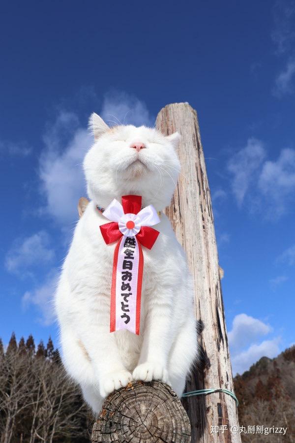 日本网红猫咪猫叔去世,你有什么想对猫叔说的? 