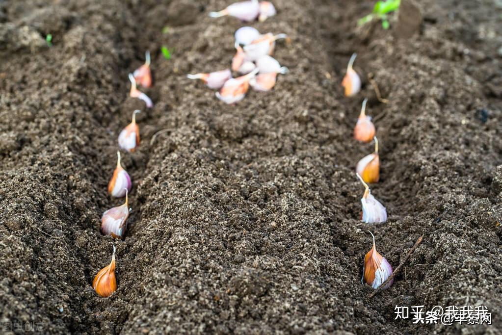 大蒜这样种利润实在高,蒜你狠、蒜你完、蒜你贱统统不要 - 知乎