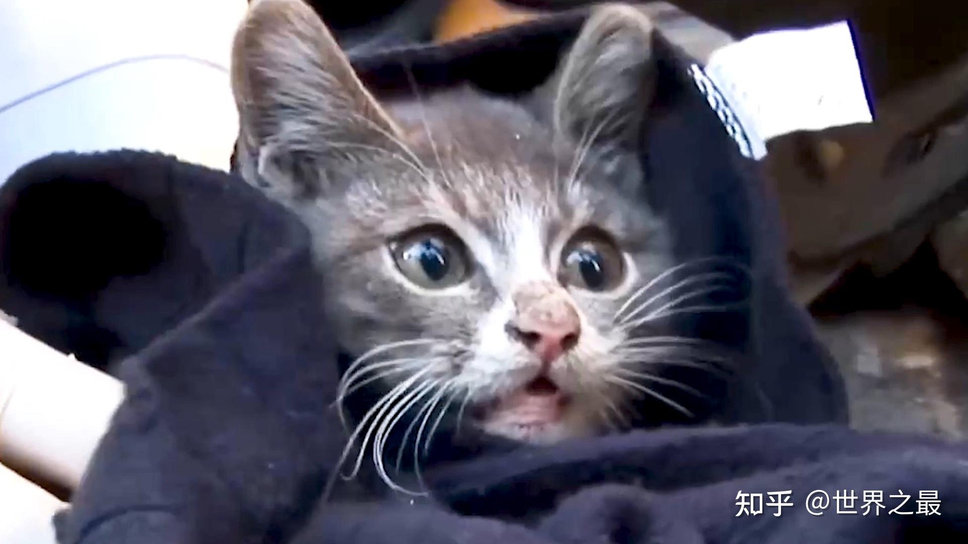 泪目猫妈妈为了孩子只吃塑料惨遭不幸小猫为了妈妈只吃泥土和树根