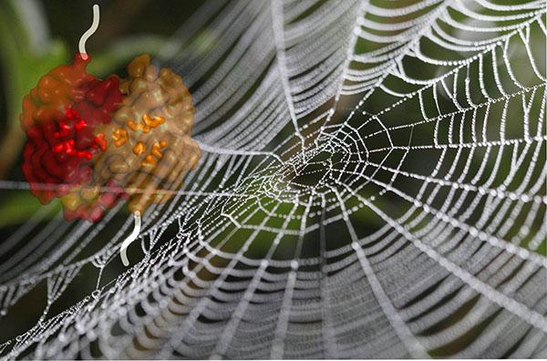 蜘蛛丝结构图片
