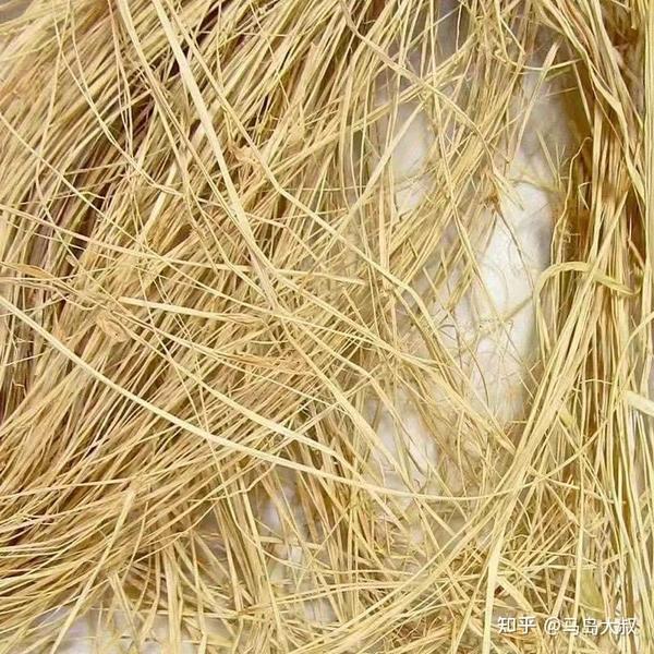 如何辨别马达加斯加香草荚 - 知乎