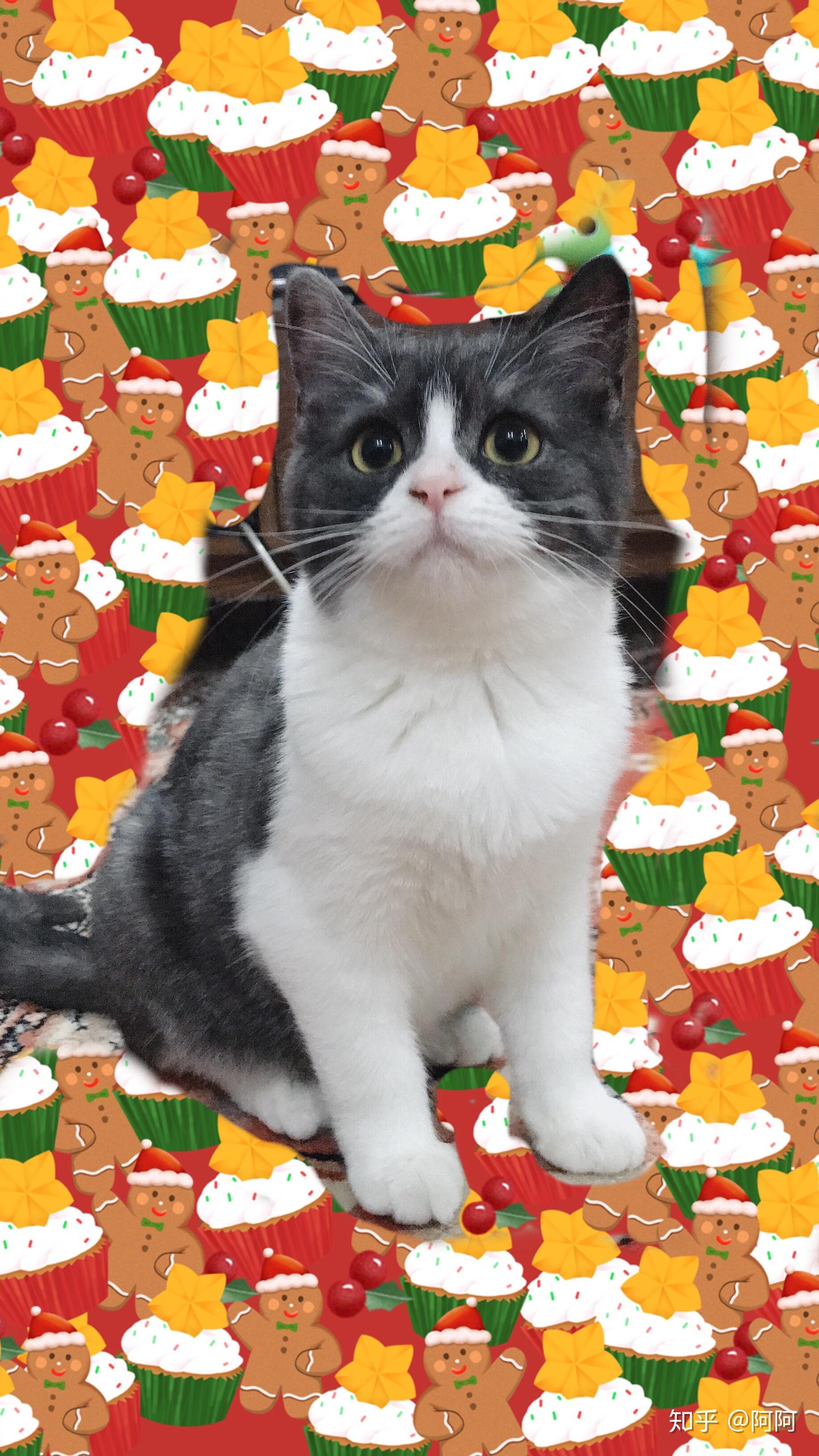 请问美短有这样的黑白颜色吗 ? - 知乎