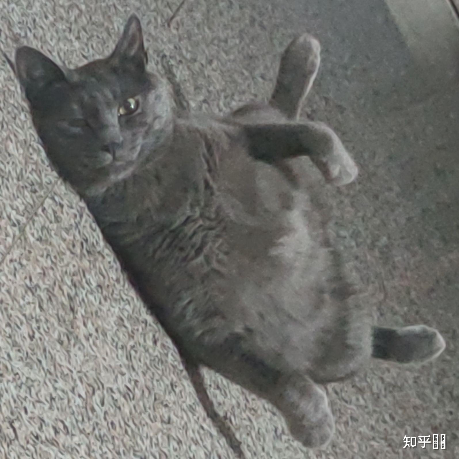 养一只灰色土猫(不是狸花猫)是一种什么样的体验?