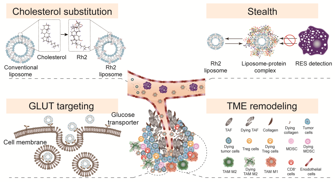 一石四鸟—基于人参皂苷的新型多功能肿瘤靶向治疗脂质体