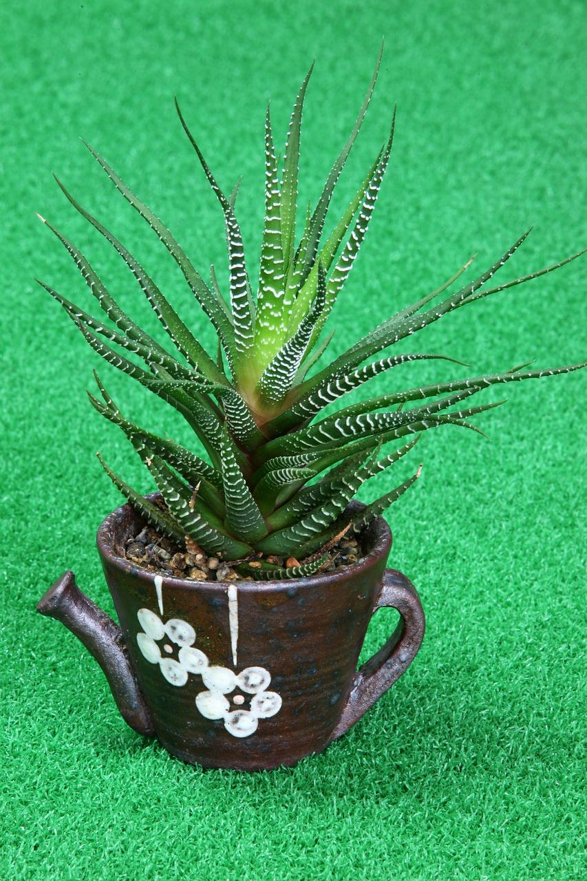 芦荟如何种植方法