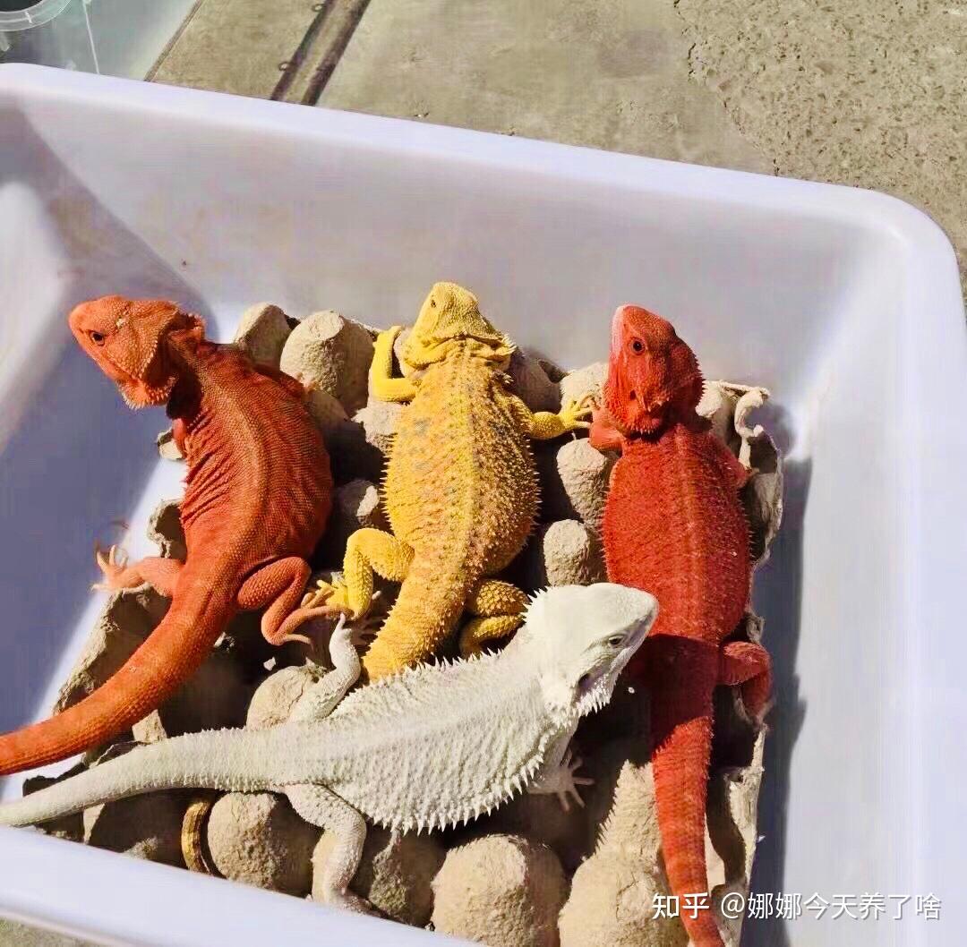 鬃狮蜥饲养重点