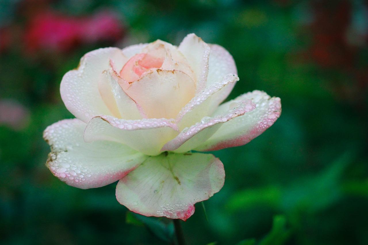 2. 花语爱情之花