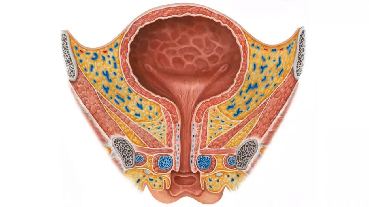 女性膀胱人体解剖学