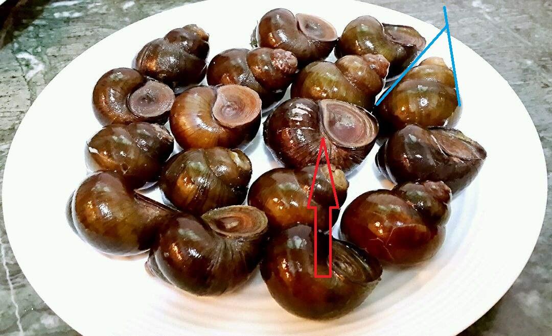 大田螺和福寿螺的区别? - 知乎