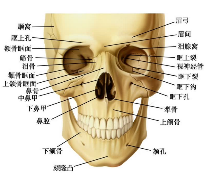 系统解剖学笔记1-颅骨 - 知乎
