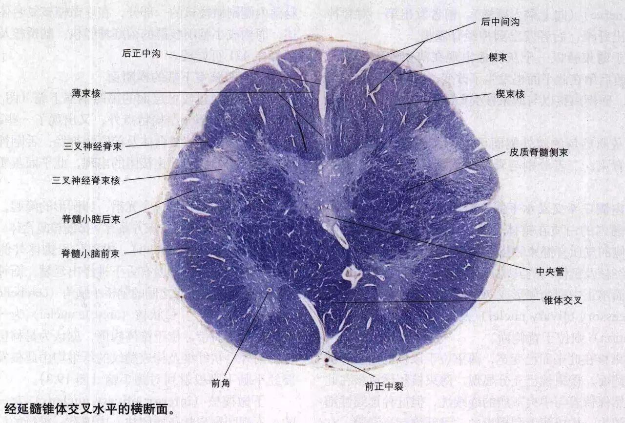 脑干切面观 - 知乎