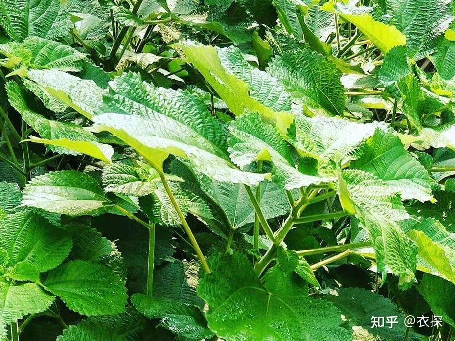 从「纤维结构」论汉麻、苎麻、亚麻,究竟谁更好? - 知乎