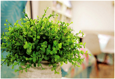 适合家里养的绿植有哪些 v2-704c281eb994fb475776dab36712aefb_1440w.jpg?source=172ae18b