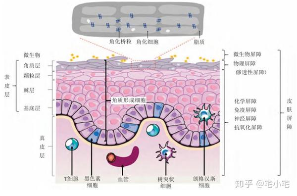 但是一般我们所说的皮肤屏障从外到里可由微生态、水脂膜、表皮脂质、角质形成细胞这四个方面组成, 其功能如下: