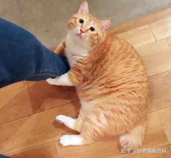养“橘猫”的5个好处，原来有事实证明，你喜欢吗？ - 知乎