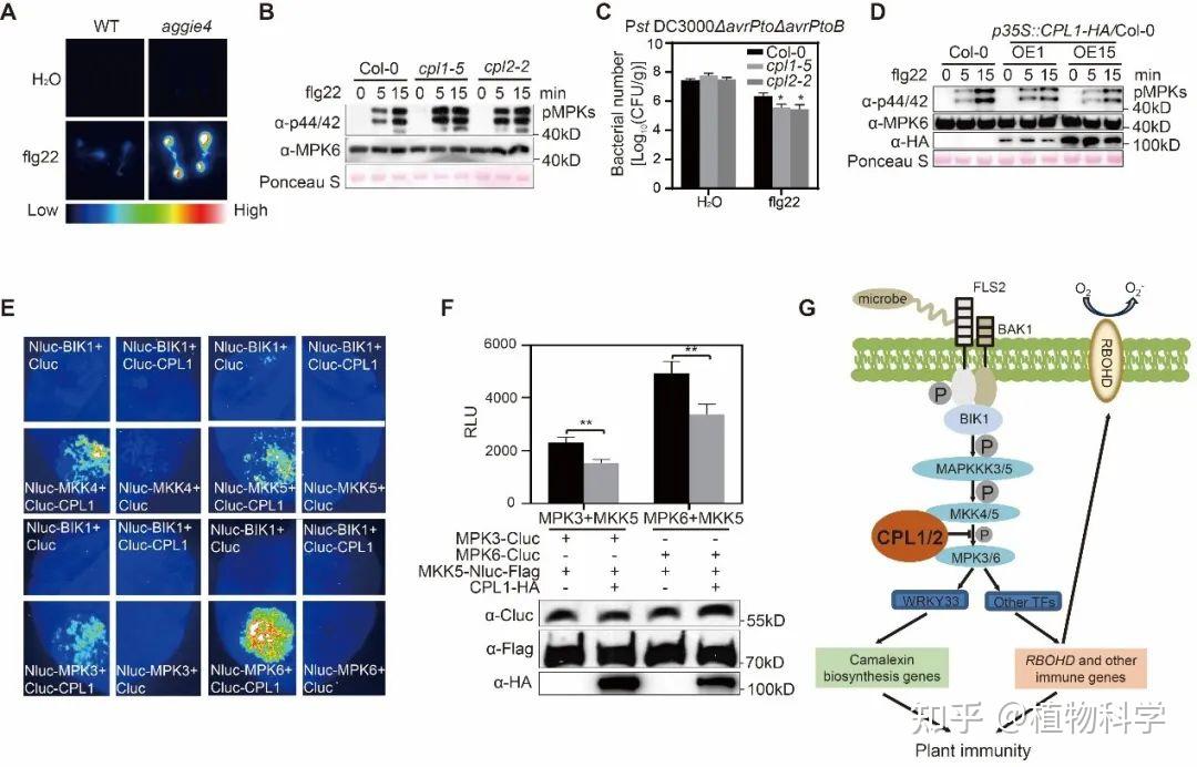 Jipb 中国农业大学孙文献 崔福浩课题组发现植物磷酸酶cpl1调控抗病性的新机制 知乎
