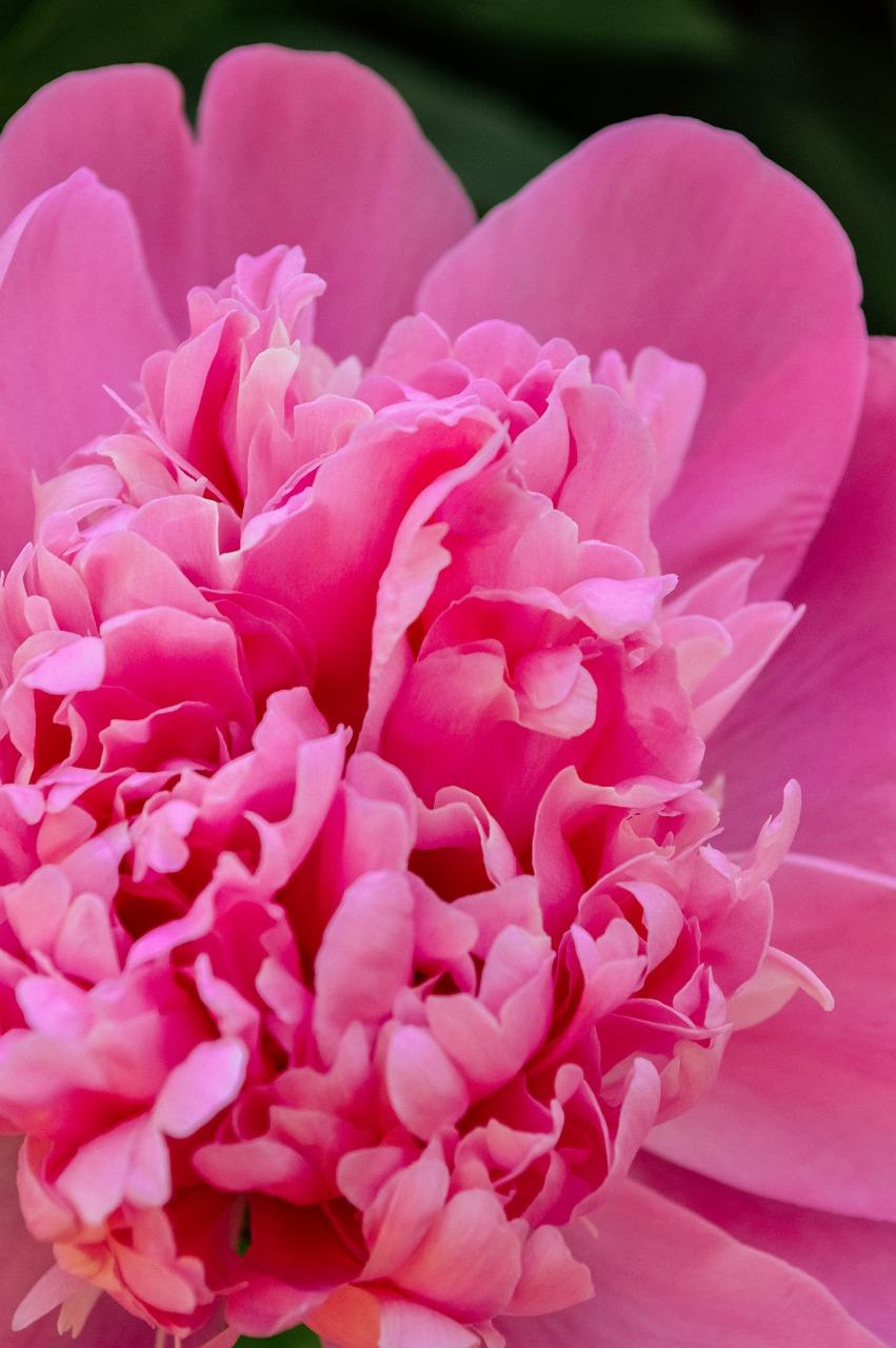 3. 分株繁殖步骤