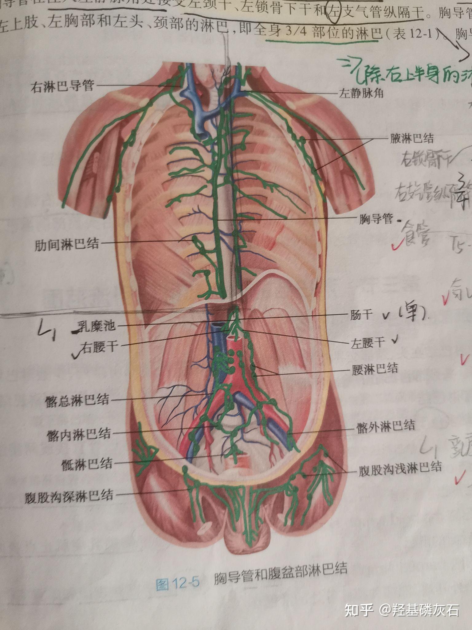 系统解剖学 第十二章 淋巴系统(思维导图) - 知乎
