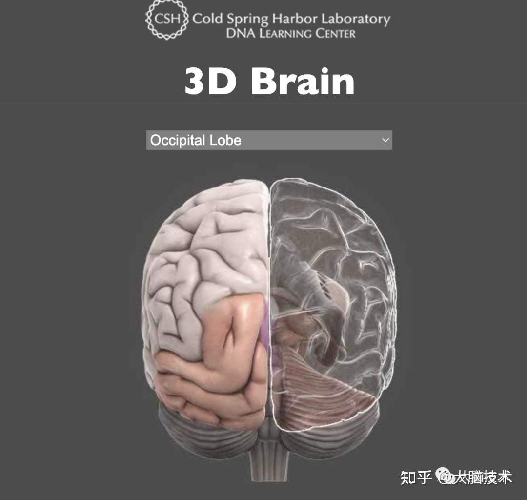 一个免费的大脑脑区可视化网页 - 知乎
