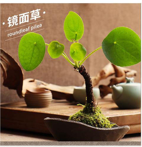 网红苔藓球苔玉绿植盆栽 知乎