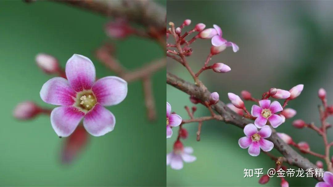 香精与香料(171)—杨桃 - 知乎