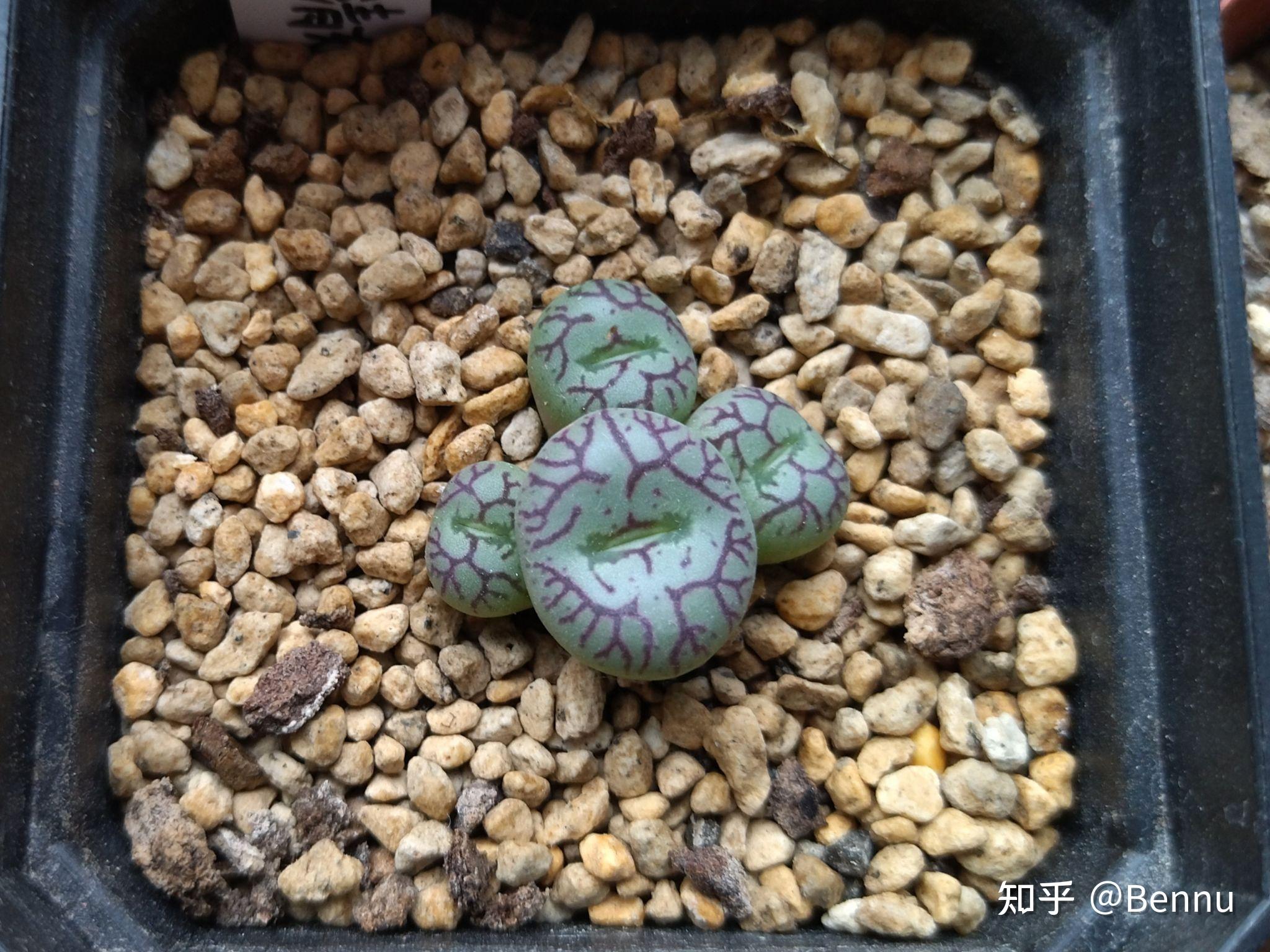 植物番杏科肉锥属清姬conophytumminimum