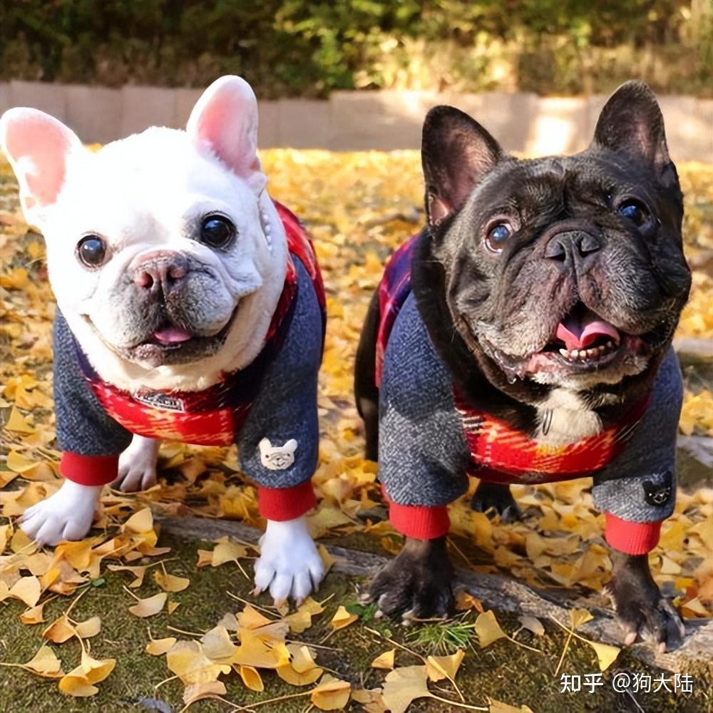 狗界3大"臭狗"和3大"香狗",你养了哪种? - 知乎