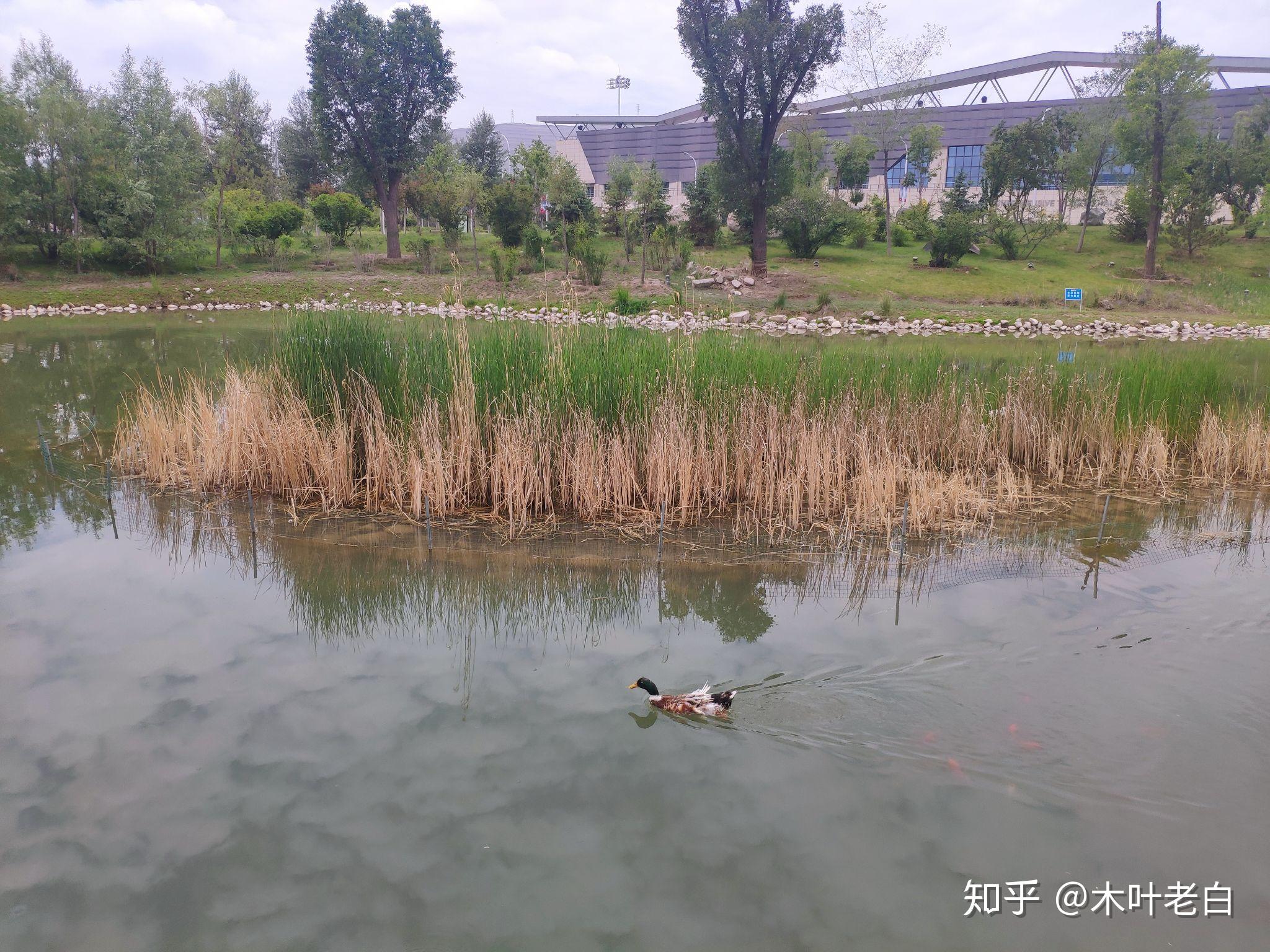 青海师范大学吧（青海师范大学2020年7月26更报师大没有选择）