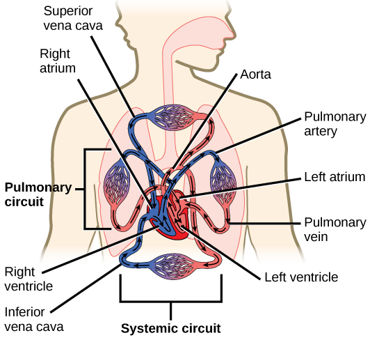 图说循环系统circulatorysystem脊椎动物