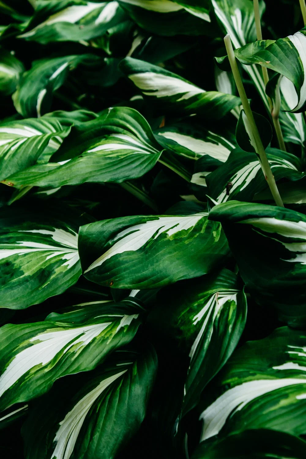 求 绿色系富有生命力的手机壁纸 小清新一些 不胜感激! - 知乎