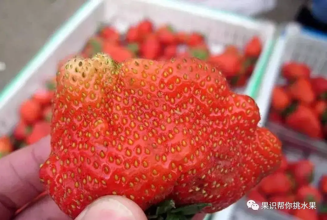 怎么辨别激素草莓