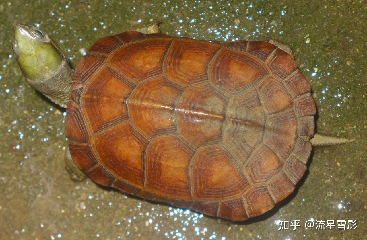 珍珠龟为什么是国龟的颜值担当