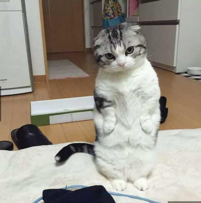 臭脸折耳猫站起来怒瞪, 还不去准备饭饭