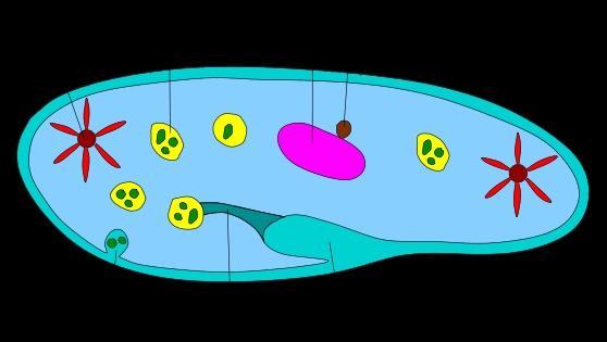 原生生物界全系列64原生生物界纖毛蟲門