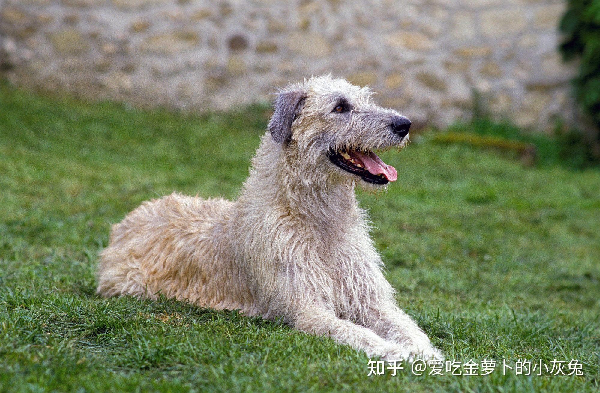 和美国的m38 wolfhound装甲车,习惯也都译为猎狼犬