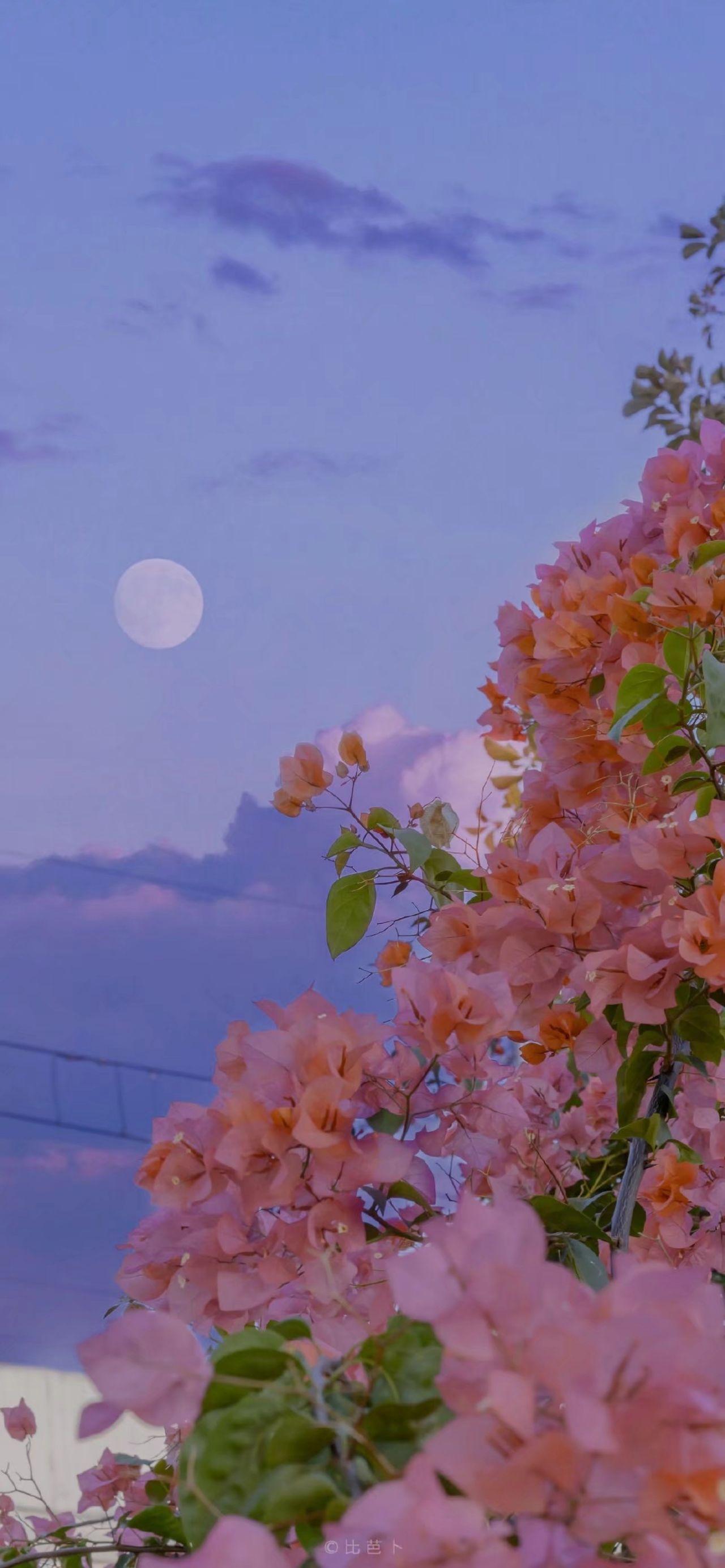 有没有好看的壁纸推荐呢? - 知乎