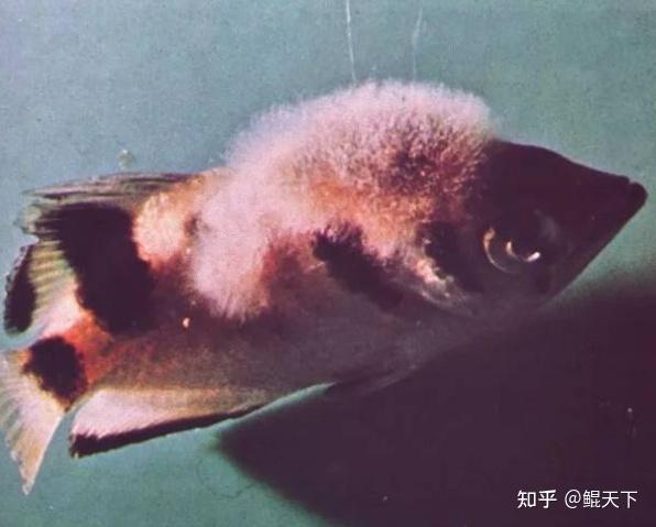 水霉病又称肤霉病或白毛病,是一种常见的鱼类真菌疾病.