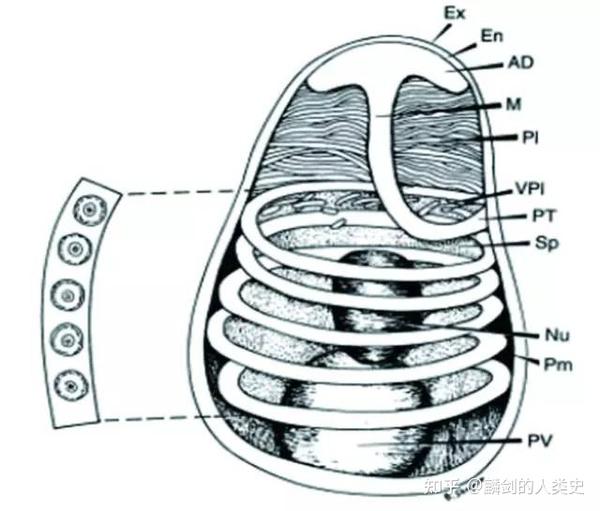【地球生物全系列——真菌篇】真菌界—微孢子虫门 知乎